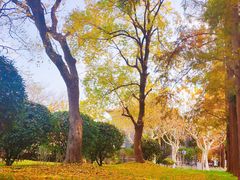 -复旦大学光华楼