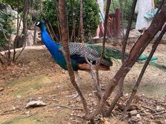 -大连森林动物园