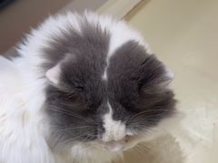 -三花喵·撸猫购宠·宠物生活馆(虹桥南丰城店)