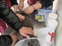 -美联众合动物医院·24h京西诊疗中心