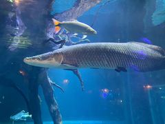 -华夏文旅海洋公园