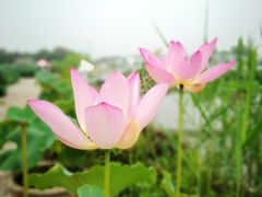 -白洋淀景区