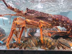 -甄御•海鲜新青岛菜(麦岛店)