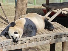 -栾川竹海野生动物园