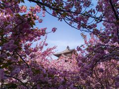 -西安青龙寺遗址景区