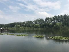 -溱湖国家湿地公园