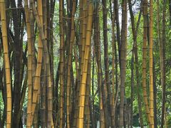-广西壮族自治区药用植物园