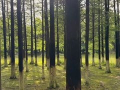 -艾溪湖湿地公园