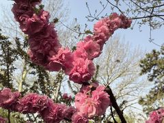 -海棠花溪(元大都城垣遗址公园)