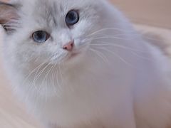 -瞄一喵猫咖(格力海岸店)