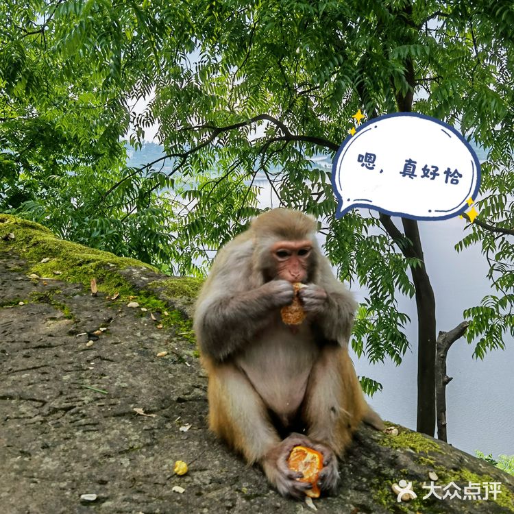 野猴出没，小心！🔥———长寿太极岛
