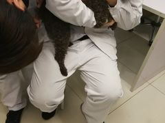 -中农大我爱我爱24h动物医院·中医针灸·猫专科·骨科医疗中心(双井店)