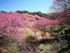 -新建村梅花