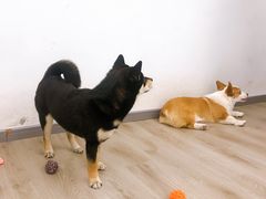 -浣熊柯尔鸭土拨鼠·电玩咖