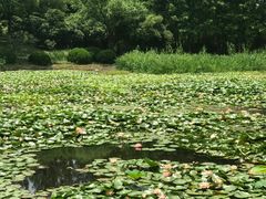 -陈家山荷花公园