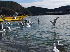-泸沽湖里格半岛
