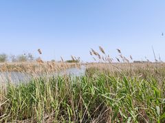 -盐城丹顶鹤湿地生态旅游区