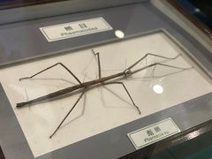 -上海昆虫博物馆