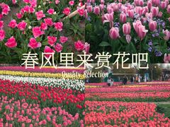 -荷兰花海