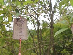 -中国大竹海景区