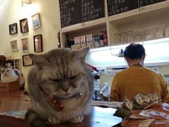 -猫色咖啡·猫咖