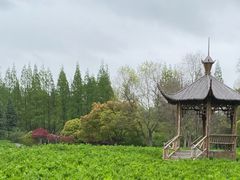 -上海滨江森林公园