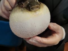 -肆月河豚·新淮扬(金融街店)