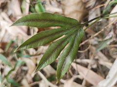 -海南热带雨林国家公园吊罗山景区