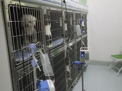 -汪喵宠物医院·骨科心脏影像·犬猫急重症ICU诊疗中心(成华分院)