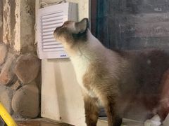 -猫咪博物馆(顶澳仔猫街店)
