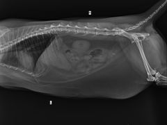 -创凡宠物医院·骨专科  猫科中心(西乡分院)