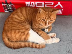 -梅子大排档