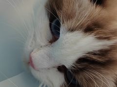 -纳吉亚猫专科动物诊疗中心(蒋宅口分院)