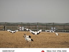 -盐城丹顶鹤湿地生态旅游区