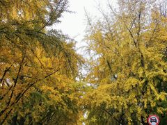 -三里屯东五街银杏大道