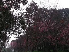 DSCF3546-重庆市江北嘴中央商务区中央公园