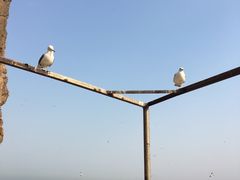 -海驴岛(荣成市)