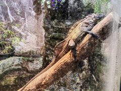 -上海大自然野生昆虫馆