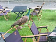 -J Create城市露营咖啡·简餐·宠物(上海动物园店)