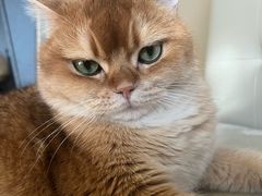 -北京观赏动物医院·24小时大型综合·猫专科·异宠专科