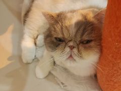 -More Fun猫咖 二十只万元加菲主题