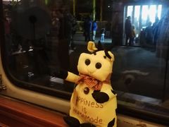 -锦江乐园舞狸花花游园会(夜场专享)