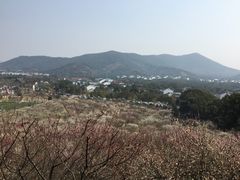 -香雪海