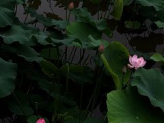 -龙头寺公园