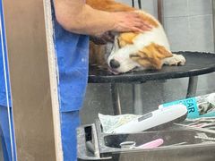 -宠福鑫康馨动物医院·骨科·眼科