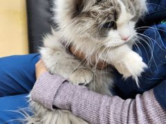 -瑞派天宁宠物医院·猫科·异宠中心