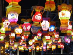-锦江乐园舞狸花花游园会(夜场专享)