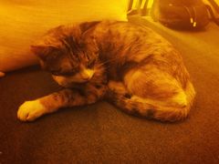 -Sirena海妖日咖夜酒