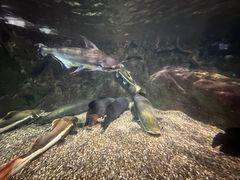 -太平洋海底世界