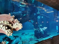 -华夏文旅海洋公园